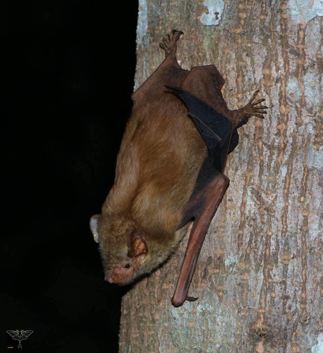 Hesperoptenus tickelli Blyth, 1851